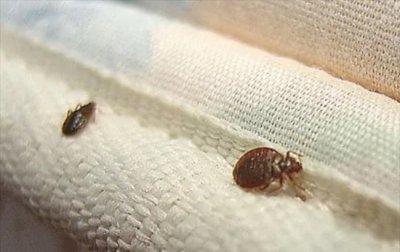 ​吸血臭虫咬了怎么处理 及时涂抹药膏(通过暴晒法)