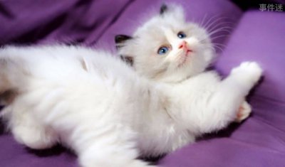 ​新手如何饲养布偶猫 要有齐全的设备设施(性格乖巧)