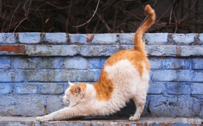 ​猫咪翘着尾巴走路是什么意思 使身体保持平衡(重要器官)