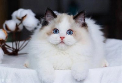 ​颜值最高的猫咪 布偶猫（宠物猫咪）