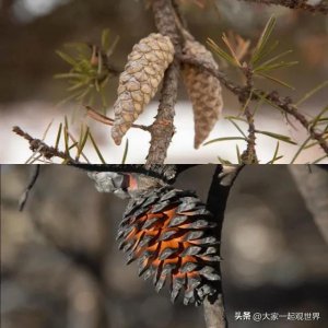​丁字裤（俄罗斯女人的毛皮丁字裤）