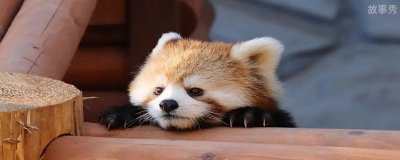 ​小熊猫的特点