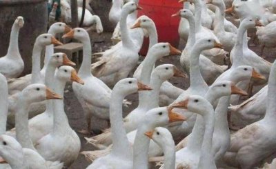 ​鸡鹂鹅都属于什么类，鸡鸭鹅属于什么类？