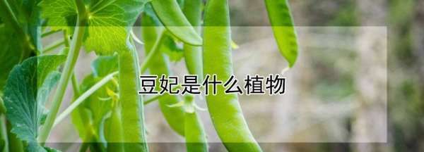 豆妃是什么蔬菜,豆妃是一种什么蔬菜图片图3