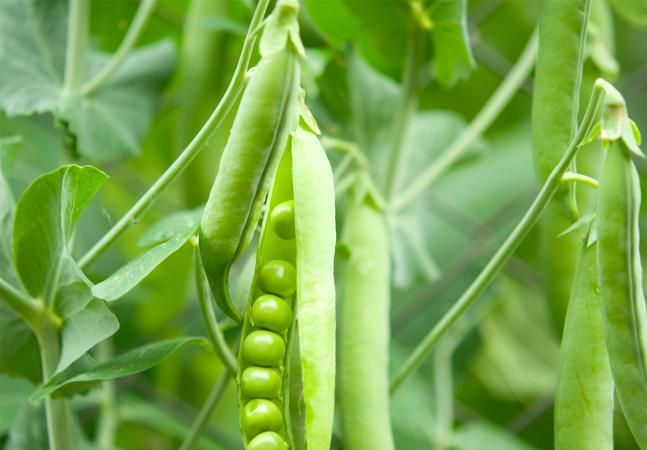 豆妃是一种什么蔬菜豆妃多少钱一斤