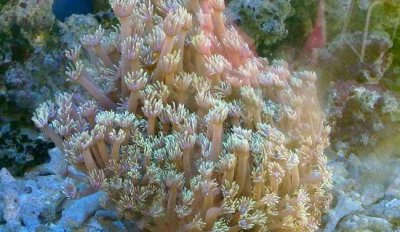 ​珊瑚和珊瑚虫的区别是什么，珊瑚和珊瑚虫都是生物吗?为什么？
