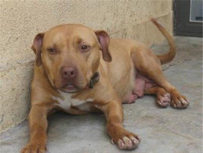 ​犬中霸王比特犬你想养吗，比特犬价格不是越贵越好！