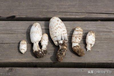 ​鸡腿菇和杏鲍菇的区别（鸡腿菇和杏鲍菇是一个品种吗）