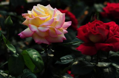 ​玫瑰和月季的区别（如何分辨花店卖的是玫瑰还是月季）