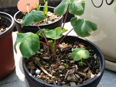 ​土里面有虫子怎么去除（花盆土里有虫子怎么处理干净）