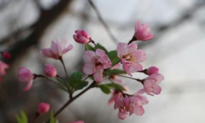 ​迎丝的寓意，东风吹绿柳丝迎的意思？