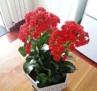 ​什么花有毒不能养80种,在家哪些花卉对身体有伤害呢