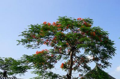 ​飞来湖公园有什么特色美景