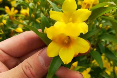 ​法国香水茉莉的养殖方法和注意事项地栽（香水茉莉的养殖方法和注意事项）