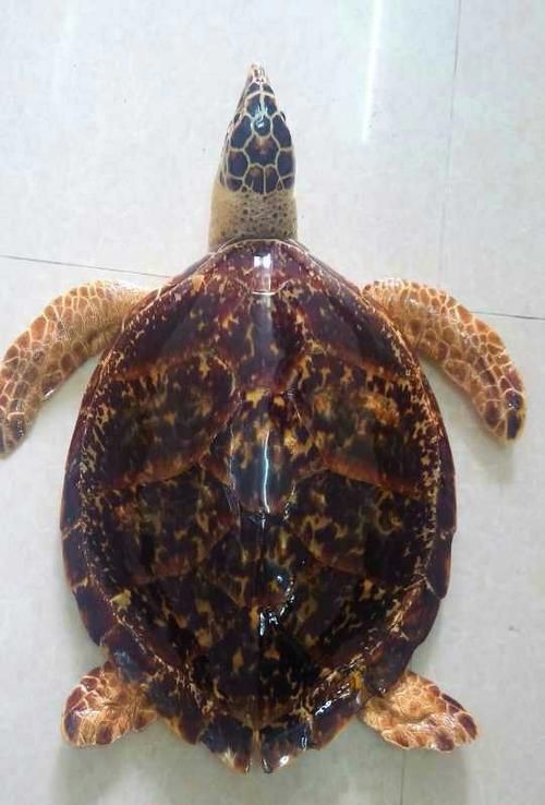 玳瑁是什么动物