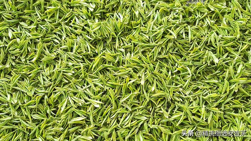 安吉白茶哪家口感好（安吉白茶产地哪里）(图1)