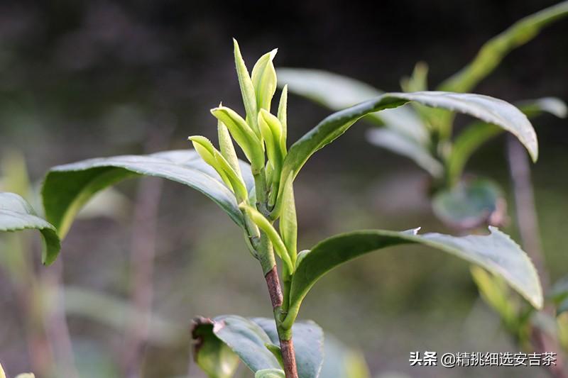 安吉白茶哪家口感好（安吉白茶产地哪里）(图2)