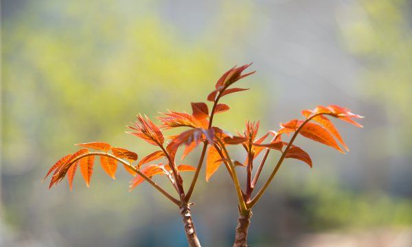 臭椿芽能吃,臭椿芽能吃吗图3