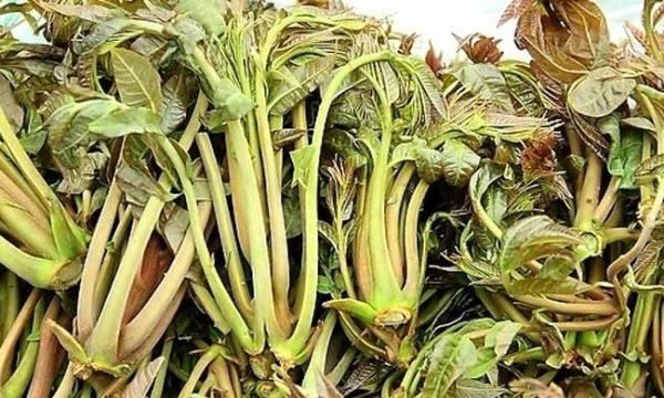 臭椿可以吃吗