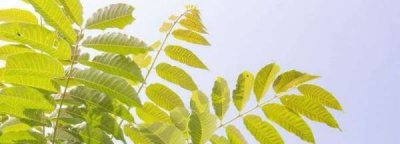 ​臭椿芽能吃,臭椿芽能吃吗
