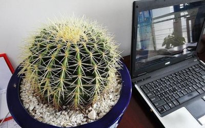 ​电脑旁边放仙人掌能防辐射,电脑旁边放仙人掌真的可以防辐射吗