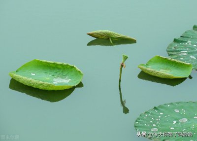 ​小池杨万里古诗文网（古诗《小池》全部解释）