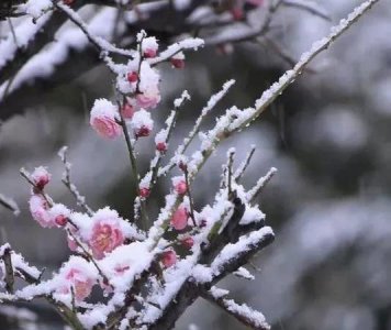 ​冬天有什么花开，冬天开什么花呢？