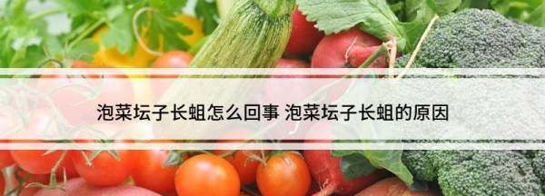 泡菜坛子长蛆怎么回事,泡菜坛子沿老长小蛆怎么回事图2