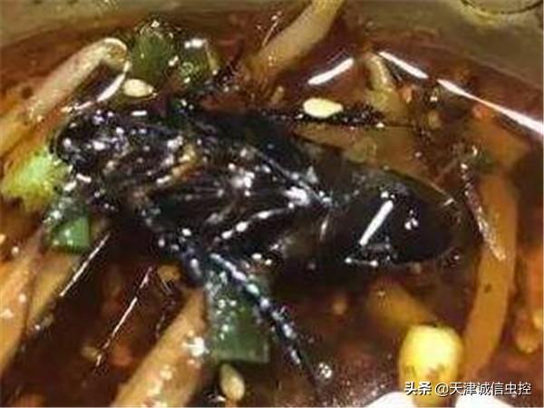 最有效的蟑螂消灭方法（彻底消灭蟑螂的几种方法）(3)