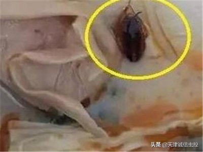 ​最有效的蟑螂消灭方法（彻底消灭蟑螂的几种方法）
