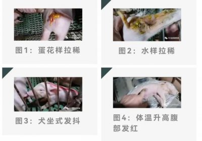 ​仔猪拉稀有几种原因（引起仔猪拉稀的原因竟是它）