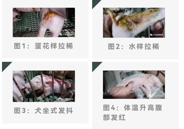 仔猪拉稀有几种原因（引起仔猪拉稀的原因竟是它）(1)