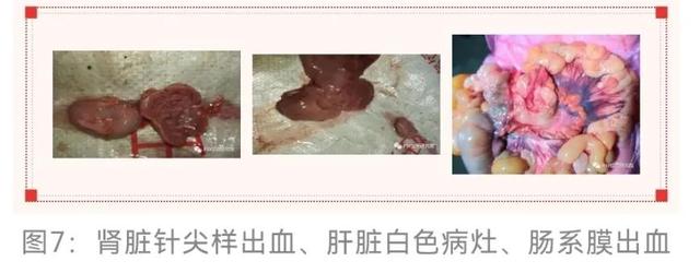 仔猪拉稀有几种原因（引起仔猪拉稀的原因竟是它）(4)