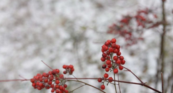 雪景发朋友圈配一句话,雪景发朋友圈的精美句子大全图3