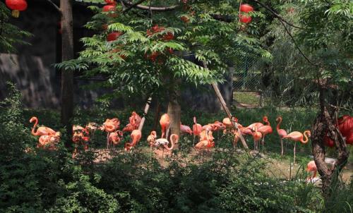 长沙有几个动物园