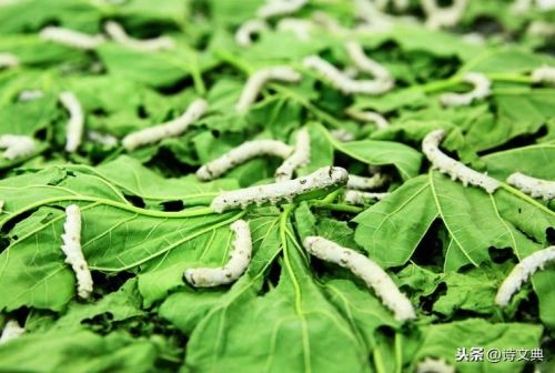 蚕食诸侯的蚕食的意思(谏逐客书蚕食的意思)-第1张图片-