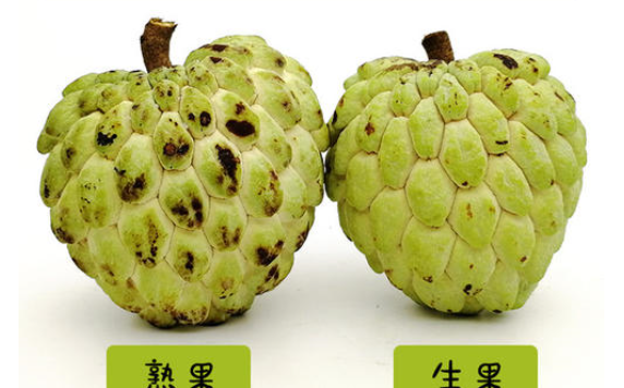 释迦果软了才能吃,释迦果怎么保存方法图3