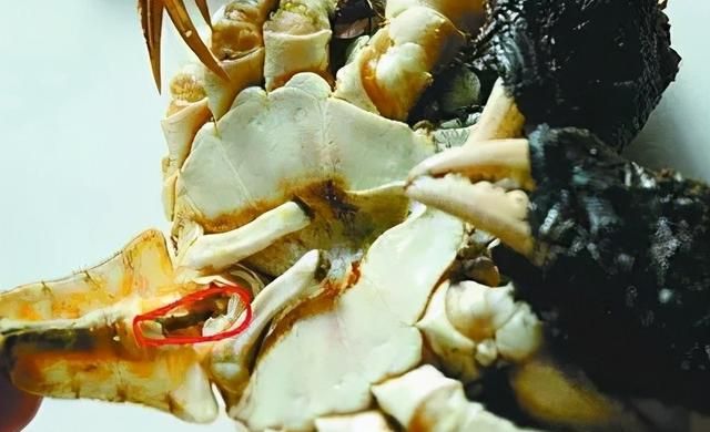 无肠公子是哪种动物，无常公子是古语对哪种动物的别称？图6