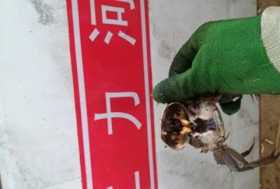 ​螃蟹有血液,螃蟹身上有血管吗