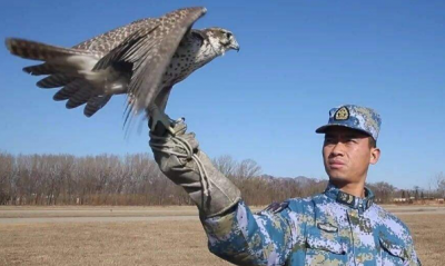 ​熬鹰成功后鹰还会跑吗,熬鹰的训鹰过程