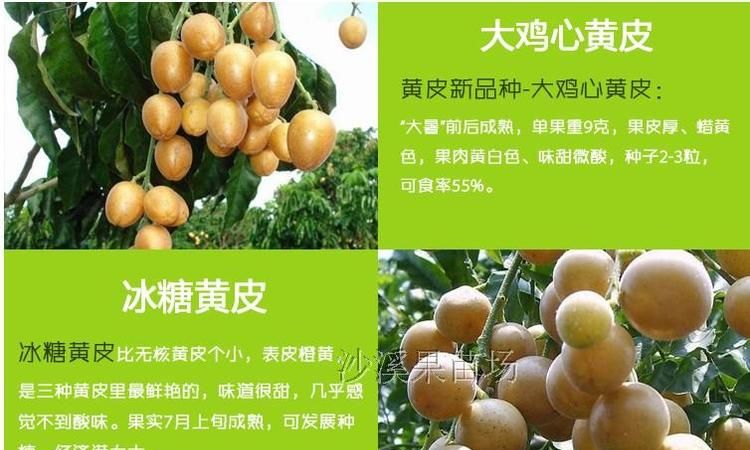 黄皮可以放在冰箱里面保鲜