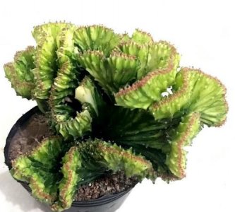 ​辟邪翁是什么植物，过故人庄中诗中地重阳日是农历的什么古人在这一天有什么习