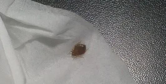 怎么判断床上有没有虱子,床上有像虱子一样的虫子是什么图4