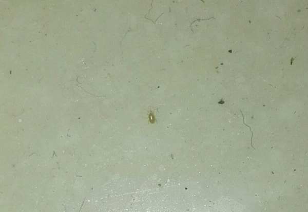 怎么判断床上有没有虱子,床上有像虱子一样的虫子是什么图3
