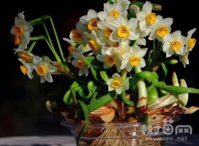 ​水仙花最适合怎么养