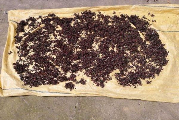 新采摘的花椒怎样晾晒