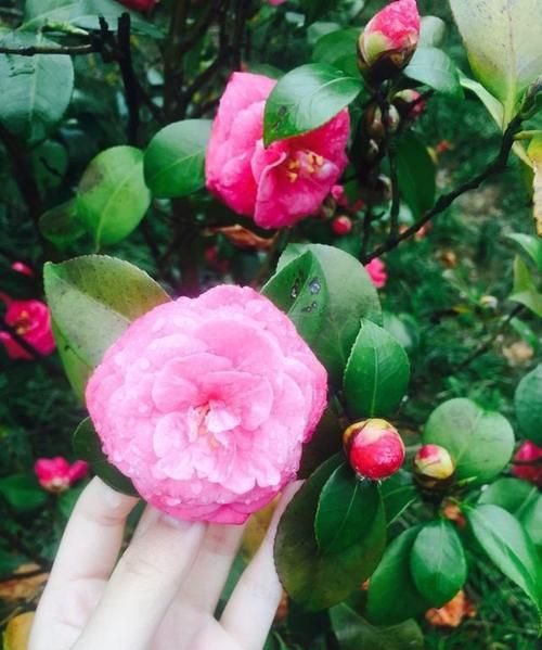 春夏秋冬都开什么花