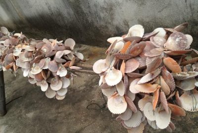​贝壳棒有什么用,贝壳有什么作用