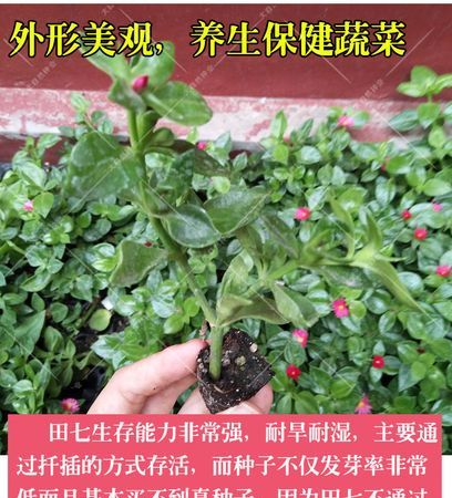 菊三七和田七的区别