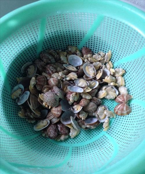 怎样判断花甲是否死了 花甲死没死怎么看